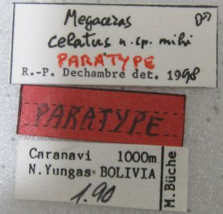 Dynastidae Megaceras celatus Pair A1 Male 40mm (BOLIVIA) MALE PARATYPE 3