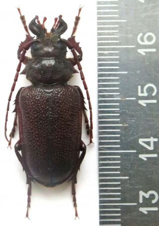 Cerambycidae.  Prioninae.  Sceleocantha Sp? 32 Mm.  Only One Very Rare.  Australia.