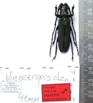 Cerambycidae.  Prioninae.  Vietetropis Cheni,  Male,  41 Mm,  Paratype.  Rare.  China.