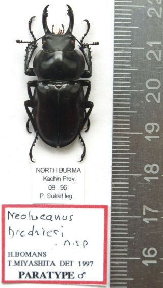Lucanidae.  Neolucanus Brochieri.  Male,  33 Mm.  Paratype.  Rare.  Myanm.