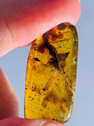 2.  76g Plant&calcite&bug Skin Burmite Myanmar Amber Insect Fossil Dinosaur Age