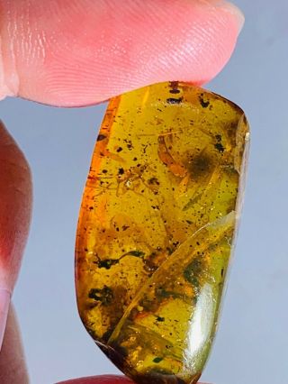 2.  76g plant&calcite&bug skin Burmite Myanmar Amber insect fossil dinosaur age 2