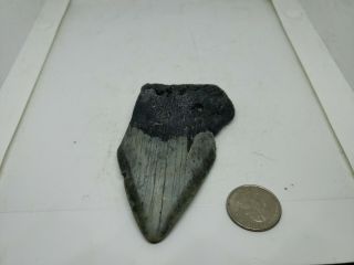 Megalodon Unrestored 3.  76 Inch Prehistoric Huge Meg Tooth Fossil 558