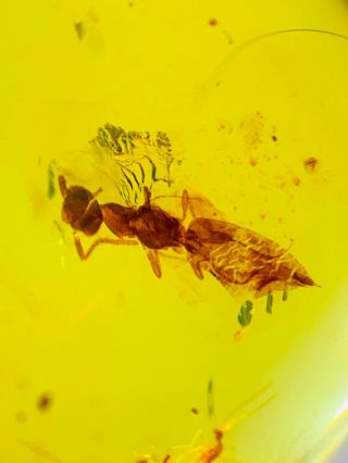 S772 - Hymenoptera & Other In Fossil Burmite Insect Amber Cretaceous Dinosaur Age