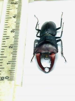 Lucanidae,  Macrocrates Australis Male A1 33.  5 Mm