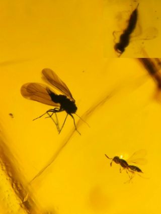 2 Wasp&unknown Fly Bug Burmite Myanmar Burmese Amber Insect Fossil Dinosaur Age