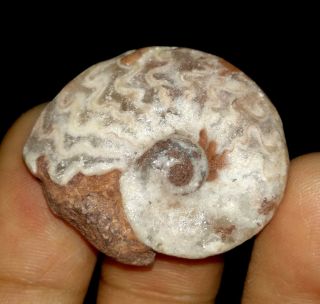 Ammonite Fossil,  Daraelitidae From Timor,  29mm