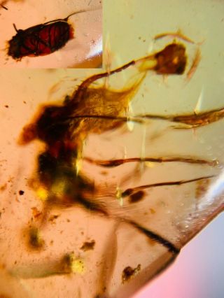 Beetle&unknown Bug Burmite Myanmar Burmese Amber Insect Fossil From Dinosaur Age