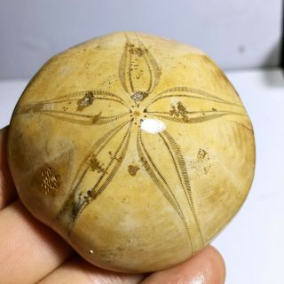 88g Rare Sea Urchin Star Fish Fossil Sand Dollar - - - Madagascar