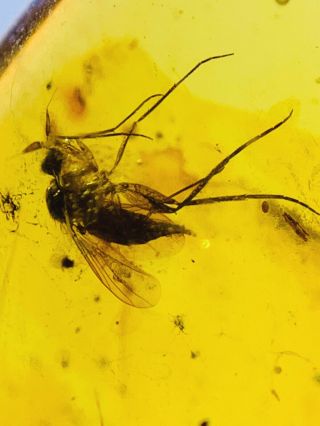 S741 - Dancefly&other Bugs In Fossil Burmite Insect Amber Cretaceous Dinosaur Age