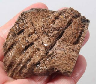 Oregon Agatized Fossil Petrified Wood faced rough 3.  4 oz.  99¢ start 2