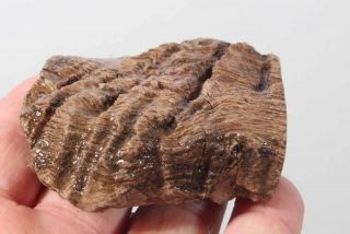 Oregon Agatized Fossil Petrified Wood faced rough 3.  4 oz.  99¢ start 3