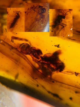 Strange Unknown Bug&3 Mosquito Burmite Myanmar Amber Insect Fossil Dinosaur Age