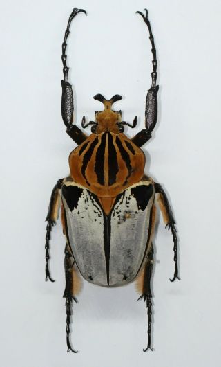 ,  Goliathus Cacicus Male 71.  4mm,  Ivory Coast,  Cetoniinae,