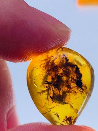 1.  57g Unique Unknown Plant Burmite Myanmar Amber Insect Fossil From Dinosaur Age