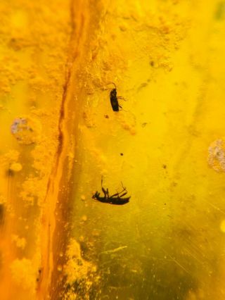 2 Small Beetle&mosquito Burmite Myanmar Burmese Amber Insect Fossil Dinosaur Age