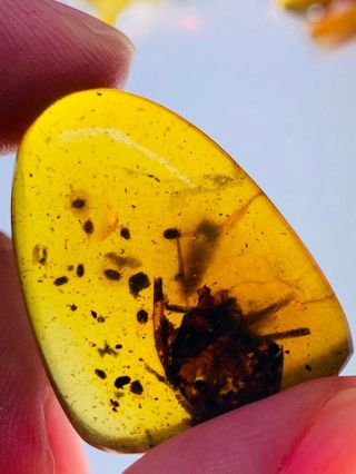 4g Unknown Big Bug Skin Burmite Myanmar Burmese Amber Insect Fossil Dinosaur Age