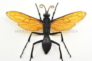 Pepsis Sp.  Unmounted A1 Wasp Monster Size Xxxl 110mm Wingspan Tarantula Hawk
