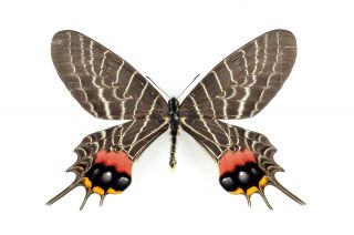 Lepidoptera Bhutanitis Lidderdalii Lidderdalii Wingspan 100mm From India