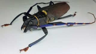 Cerambycidae/prioninae/ Big Mallaspis Scutellaris Male 72 Huge From Peru
