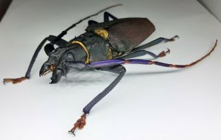 Cerambycidae/prioninae/xxl Mallaspis Scutellaris Male 89 Huge From Peru