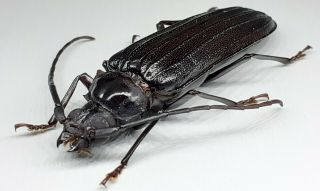 Cerambycidae/prioninae/ Chorenta Sp? 41 Mm From Peru