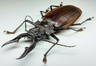 Cerambycidae/prioninae/ Xl Macrodontia Crenata Male 91mm From Peru