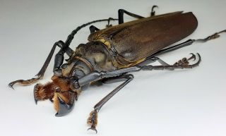 Cerambycidae/prioninae/orthomegas Frischiseini Male 94 Mm From Peru