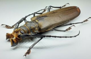 Cerambycidae/prioninae/ Xl Orthomegas Frischiseini Male 101 Mm From Peru