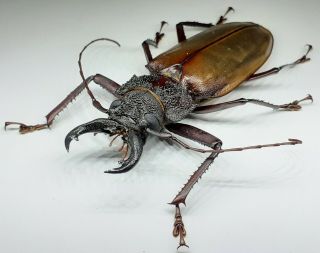 Cerambycidae/prioninae/ Xl Hisarai Seripierriae Male 93 Mm From Peru
