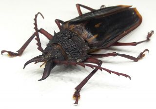Cerambycidae/prioninae/macrodontia Itayensis Male 46mm From Peru