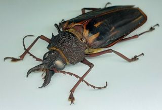 Cerambycidae/prioninae/big Macrodontia Itayensis Female 53 Mm From Peru