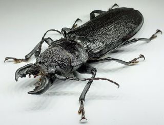 Cerambycidae/prioninae/ Xl Physopleurus Rugosus Male 91 Mm From Peru