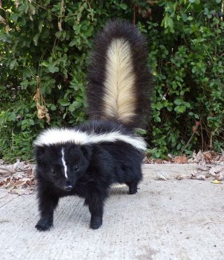 Taxidermy Smallish Skunk No Odor Read Description/fox/mancave/bobcat/fur