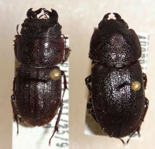 Top Rarity Lucanidae Lissotes Furcicornis Pair Australia Lucanus Stag Beetle