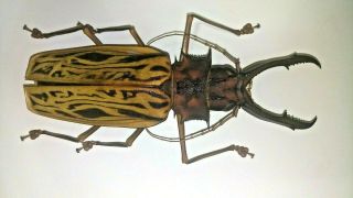 Cerambycidae - Macrodontia Cervicornismm A1 Male １５９－１６０ｍｍ　xxlfrom Peru