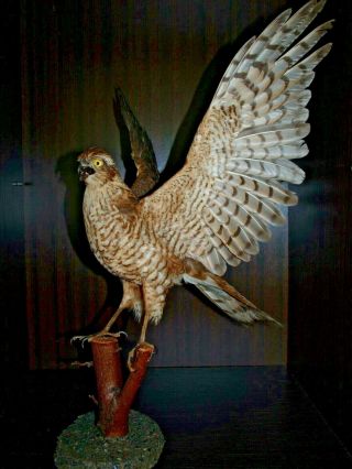 Sparrow Hawk Posed Open Wings Taxidermy