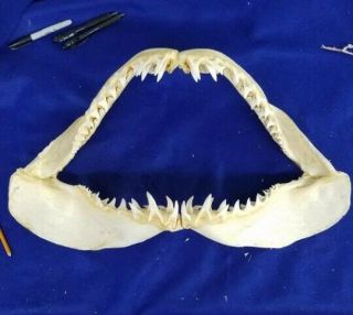 24 " ×13 " Mako Shark Jaws Tooth Teeth Taxidermy Mount Skull Skeleton Real Bone