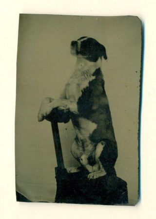 Ca.  1870 S Tintype Photo Of Pet Dog Standing Up On Bench,  Uncommon Trick Pose