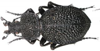 18.  Carabidae - Carabus (procerus) Syriacus Syriacus Male,  Extremely Rare,  A2