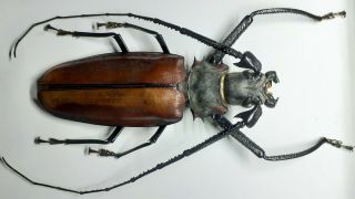 Cerambycidae/prioninae/callipogon Armillatus Male 129 Mm A1 Quality From Peru