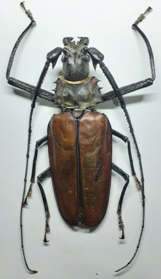 Cerambycidae/prioninae/callipogon Armillatus Male 135 Mm Repared Quality : Peru