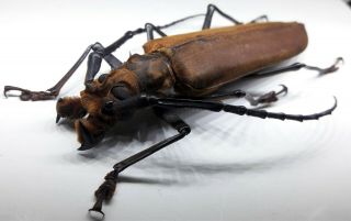 Cerambycidae/prioninae Callipogon (orthomegas) Frischeiseni Male 91 Mm From Peru