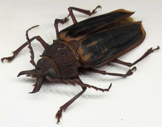 Cerambycidae/prioninae Macrodontia Itayensis Male 35 Mm Top Rare From Peru