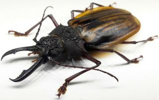 Cerambycidae/prioninae Macrodontia Antonkozlovi Male 72 Mm From Peru