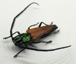 Cerambycidae/lamiinae : Hemilophini Sp ? Top Rare From Brazil