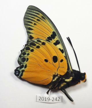 CHARAXES FOURNIERAE,  Nymphalidae,  2019 - 242 2