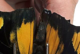 CHARAXES FOURNIERAE,  Nymphalidae,  2019 - 242 3