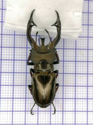 Lucanidae Tm80537 Lucanus Furcifer 75mm Tibet