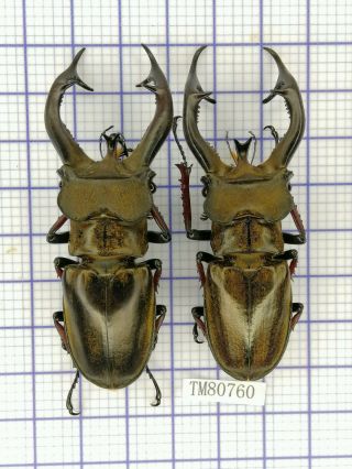 Lucanidae Tm80760 Lucanus Cheni/furcifer 74/72mm W/e Tibet